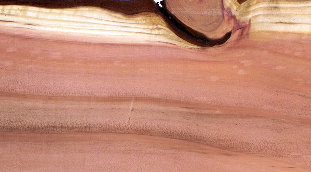 Holzbrett eines Mammutbaums